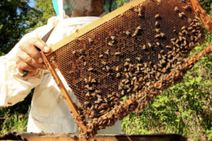 Bolesti pčela i nove tehnologije u fokusu pčelarskog sajma u Mostaru