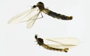 Baeoura neretvaensis: U Neretvi otkrivena nova životinjska vrsta