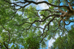 Gubitak vrsta drveća ima kumulativni utjecaj na biološku raznolikost