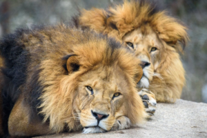 Suživot između prirode i ljudi gotovo nemoguć