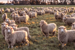 Na Novom Zelandu ovaca pet puta više nego ljudi