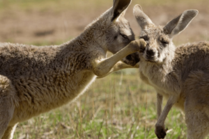 Znanstvenici upozoravaju na globalni gubitak bioraznolikosti