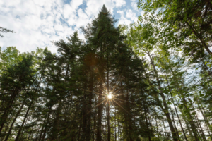 Zašto svijet tone u sve ekstremnije ljetne temperature?