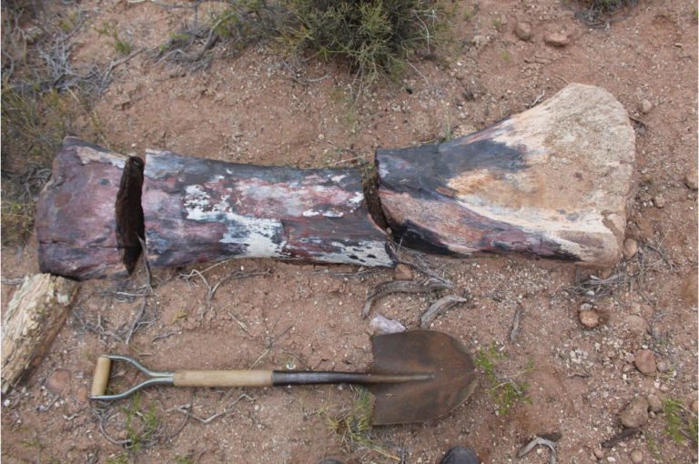 Otkriveni ostaci nove gigantske vrste dinosaurusa u Argentini