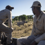 Bijeli nosorozi ponovno u nacionalnom parku DR Kongo