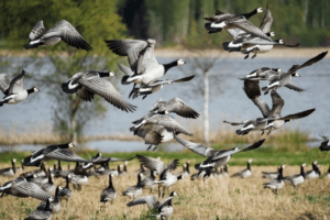 Klimatske promjene u Finskoj sukobljavaju guske i farmere
