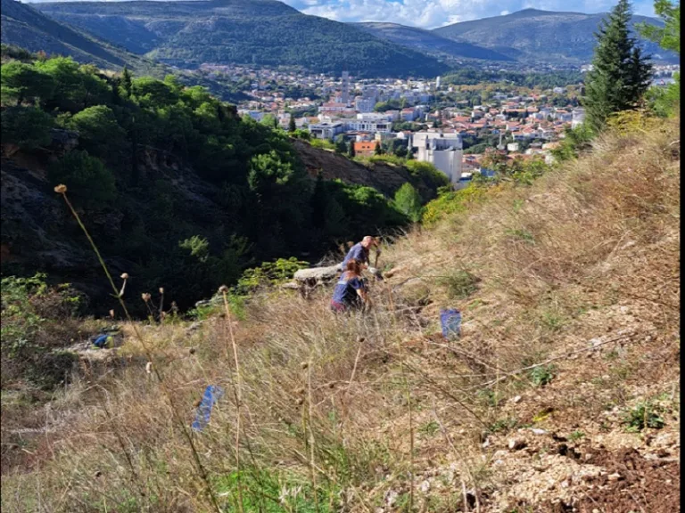 Bjelušine u Mostaru, ranija akcija pošumljavanja