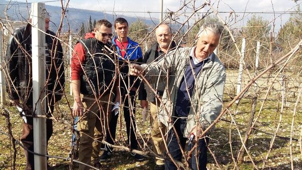 Mostar: Federalni agromediteranski zavod organizira radionicu o šipku 30. oktobra